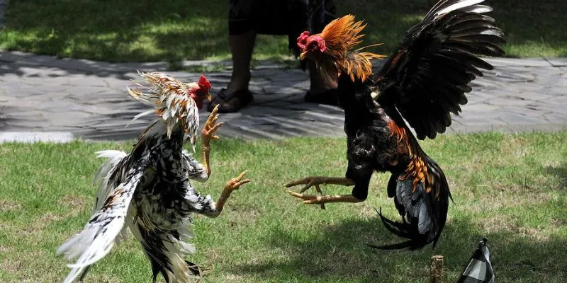 Có hai giống chiến kê nổi bật trong đá gà cựa sắt