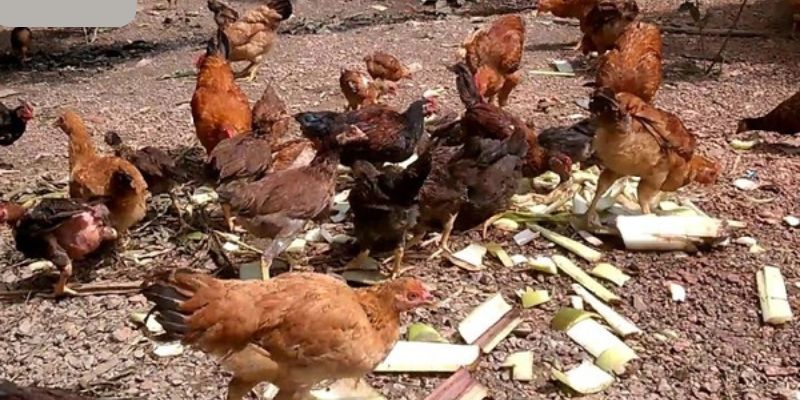 Kinh nghiệm nuôi kê nhất định phải biết