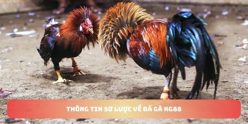 Thông tin sơ lược về đá gà KG88