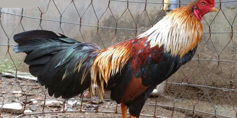 Những dòng kê được đánh giá cao