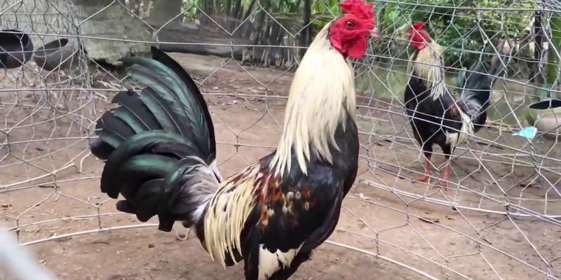 Tìm hiểu một vài điểm đặc biệt của giống kê